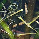Vallisneria spiralis (nurzaniec śrubowy)