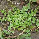 Veronica serpyllifolia (przetacznik macierzankowy)