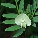 Vicia lutea (wyka żółta)