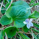 Viola palustris (fiołek błotny)