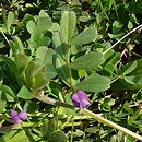 Vicia lathyroides (wyka lędźwianowata)
