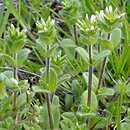 Cerastium glomeratum (rogownica skupiona)