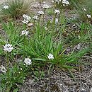 Teesdalea nudicaulis (chroszcz nagołodygowy)