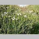 Oenanthe fistulosa (kropidło piszczałkowate)