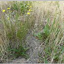 Crepis capillaris (pępawa zielona)