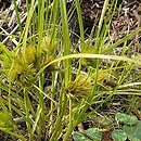 Carex bohemica (turzyca ciborowata)