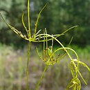 Characeae (ramienicowce)