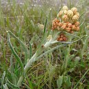 Helichrysum arenarium (kocanki piaskowe)