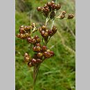 Juncus compressus (sit ścieśniony)