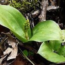 Listera ovata (listera jajowata)