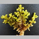 Lepicoleales (koleowce)