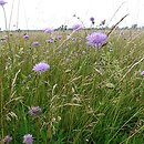 Knautia (świerzbnica)
