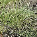 Eleocharis multicaulis (ponikło wielołodygowe)
