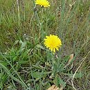 Hypochaeris (prosienicznik)
