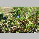 Veronica dillenii (przetacznik Dillena)
