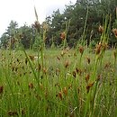 Rhynchospora fusca (przygiełka brunatna)