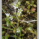 Cerastium semidecandrum (rogownica pięciopręcikowa)