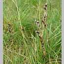 Juncus squarrosus (sit sztywny)