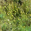 Senecio sylvaticus (starzec leśny)