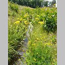 Senecio aquaticus (starzec wodny)