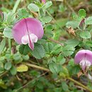 Ononis spinosa ssp. procurrens (wilżyna rozłogowa)