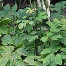 Actaea simplex (pluskwica prosta)