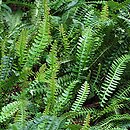 Blechnum penna-marina (podrzeń nadmorski)