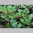 Plectranthus cv. Two Tune