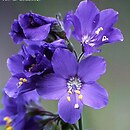 Polemoniaceae (wielosiłowate)