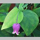 Clematis addisonii