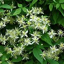 Clematis brevicaudata