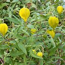 Clematis tangutica (powojnik tangucki)