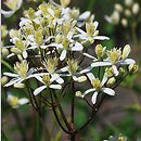 Clematis ×stricta