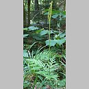 Botrychium virginianum (podejźrzon wirginijski)