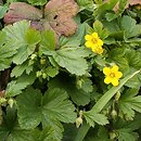 Waldsteinia (pragnia)
