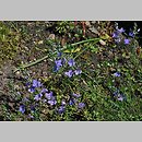 Veronica multifida