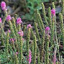 Veronica spicata (przetacznik kłosowy)
