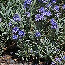 Veronica cinerea