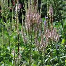 Veronicastrum virginicum (przetacznik wirginijski)