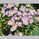 Erigeron speciosus Wuppertal