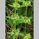 Cruciata glabra (przytulinka wiosenna)