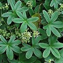 przywrotniki (Alchemilla) w ogrodzie