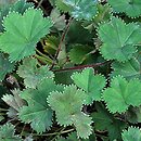 Alchemilla erythropoda (przywrotnik czerwonołodygowy)