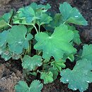 Alchemilla epipsila
