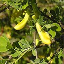 Caragana frutex (karagana podolska)
