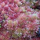 Sphagnum sect. Acutifolia