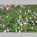 Linnaea borealis (zimoziół północny)