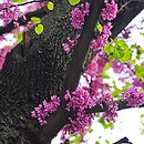 Cercis siliquastrum (judaszowiec południowy)
