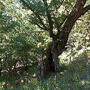 Quercus pubescens (dąb omszony)