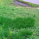Potentillion anserinae - murawy zalewowe